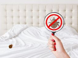 Si notas una gran presencia de chinches en casa, lo mejor es acudir a expertos en control de plagas para erradicarlas por completo. CANVA
