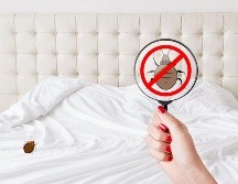 Si notas una gran presencia de chinches en casa, lo mejor es acudir a expertos en control de plagas para erradicarlas por completo. CANVA