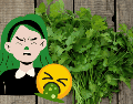 Ya seas amante o detractor del cilantro, este día es una oportunidad para explorar los misterios del gusto y compartir opiniones (o memes) sobre una de las hierbas más controversiales del mundo culinario. CANVA