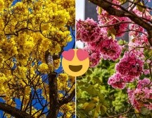 Muchos de los árboles que consideramos tapatíos no son oriundos de estas tierras. EL INFORMADOR / A. NAVARRO