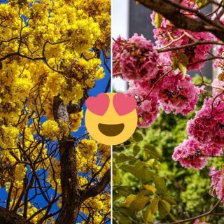 Breve guía para identificar y reconocer los árboles de Guadalajara