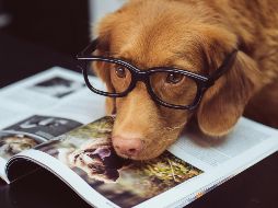 Las personas suelen elegir mascotas que coincidan con su estilo de vida y rutinas diarias. UNSPLASH/ J. Street