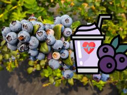 Estas son las enfermedades y malestares que el jugo de arándano mejora. EL INFORMADOR / ARCHIVO