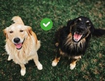 Los perros tienen desarrollados entre 220 y 300 millones receptores olfativos en sus narices. Pexels y Canva