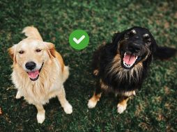 Los perros tienen desarrollados entre 220 y 300 millones receptores olfativos en sus narices. Pexels y Canva