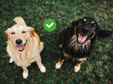 Los perros tienen desarrollados entre 220 y 300 millones receptores olfativos en sus narices. Pexels y Canva