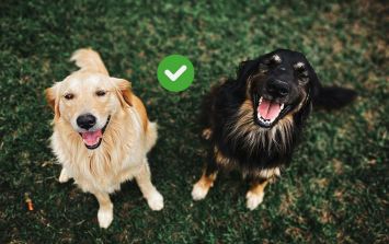 como hacer para que un perro deje de orinar en el mismo sitio