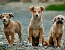 Posiblemente la dulzura y ternura de un perro pueda conmover a muchas personas, incitándolas a hablarles como si fueran niños. UNSPLASH /A. Chafik