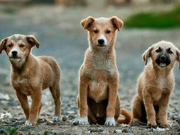 Posiblemente la dulzura y ternura de un perro pueda conmover a muchas personas, incitándolas a hablarles como si fueran niños. UNSPLASH /A. Chafik