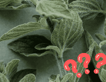 El orégano es conocido por su textura característica: suave y aterciopelada. UNSPLASH / 360floralflaves