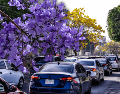 La jacaranda es uno de los árboles más representativos no solo de Guadalajara sino de todo México, pero curiosamente no es originario de nuestro país. EL INFORMADOR / ARCHIVO