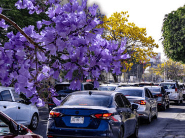 La jacaranda es uno de los árboles más representativos no solo de Guadalajara sino de todo México, pero curiosamente no es originario de nuestro país. EL INFORMADOR / ARCHIVO