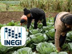 El sector agropecuario fue el principal responsable de la generación de empleo, con la creación de 525 mil plazas en enero. EL INFORMADOR / ARCHIVO