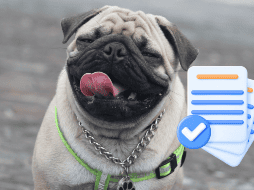 Cumplir con este requisito no solo te evita posibles multas, sino que también contribuye a una convivencia más armoniosa y responsable entre las personas y sus animales de compañía. CANVA