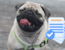 Cumplir con este requisito no solo te evita posibles multas, sino que también contribuye a una convivencia más armoniosa y responsable entre las personas y sus animales de compañía. CANVA
