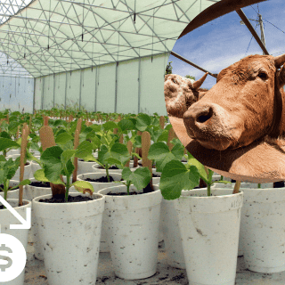 México será la economía más golpeada a nivel agropecuario en aranceles