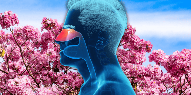 March Allergy Season Boosts Rinitis Cases - News Directory 3