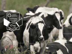 Las empresas cárnicas aseguraron sus inversiones para los próximos seis años. EL INFORMADOR / ARCHIVO