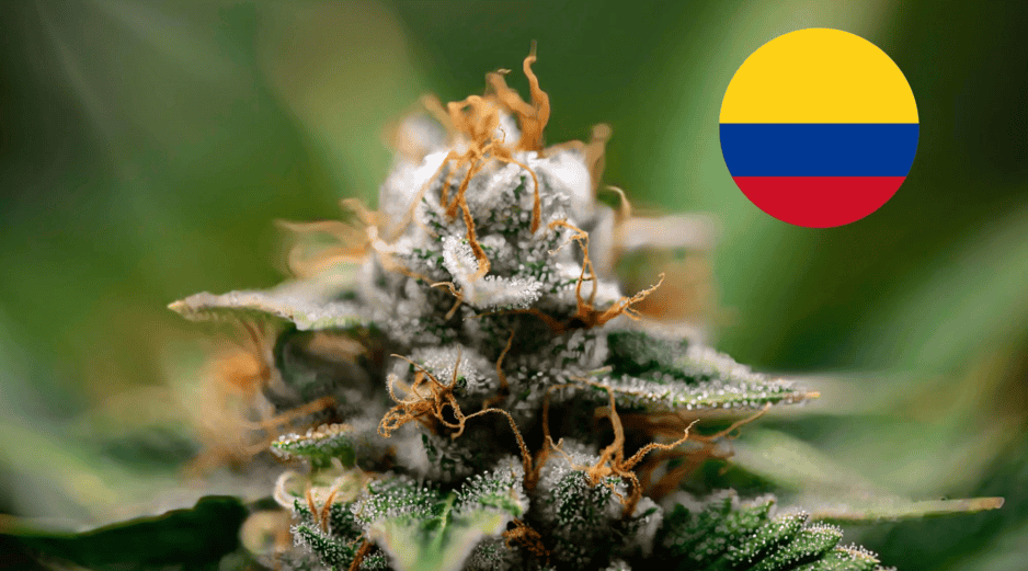 Petro pretendía quitar la prohibición para portar, producir, distribuir, vender y consumir cannabis y sus derivados por parte de mayores de 18 años. CANVA/ ESPECIAL