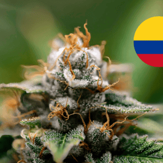 Colombia busca regular el uso recreativo de la Cannabis