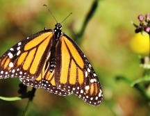 Las monarcas enfrentan riesgos en todo el continente debido a la desaparición del algodoncillo. NOTIMEX / ARCHIVO