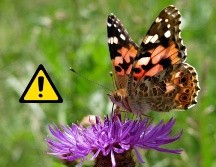 Más de 100 especies disminuyeron en más del 50 %, incluidas 22 que sufrieron pérdidas superiores al 90 %. Pixabay y Canva