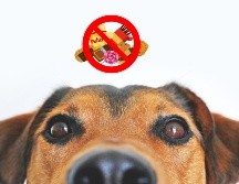 Nuestras mascotas también forman parte de nuestra familia, por eso es igual de importante darles la atención necesaria para que tengan una vida plena y saludable. CANVA/ ESPECIAL