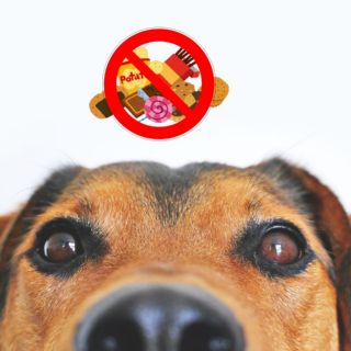 ¿Qué alimentos no debe comer tu perro y por qué?