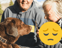 El tamaño de perros grandes influye en que vivan menos. UNSPLASH/ Chuwy