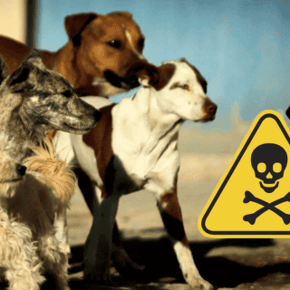 Envenenan a seis animales domésticos en Yucatán