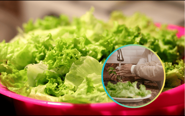 Entre las recomendaciones de los expertos se encuentra no cortar la lechuga antes de lavarla. ESPECIAL