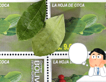 Colombia busca excluir la hoja de la lista de sustancias dañinas coca por esta razón. EFE / ARCHIVO