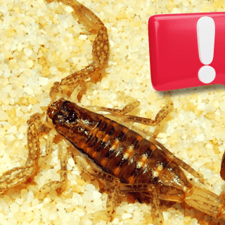 Medidas a implementar ante el piquete de un alacrán