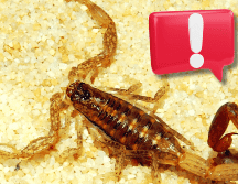 Hay que aclarar que los alacranes, igual que la mayoría de los arácnidos, no te atacarán si no se sienten amenazados o acorralados. EL INFORMADOR / ARCHIVO