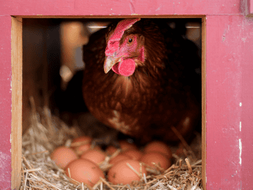 En el primer mes del 2025, los productores avícolas enviaron un millón 358 mil docenas de huevo a EU. AP/E. HOOLEY