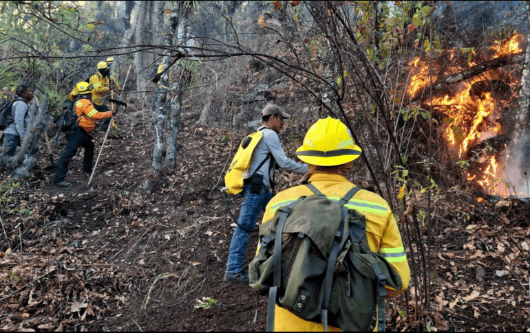 De acuerdo con el último informe de la Comisión Nacional Forestal, suman 215 hectáreas afectadas, ubicándose en el octavo lugar. X/@COESFO_GobOax