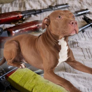 Perro dispara por accidente contra su dueño en EU; esto ocurrió