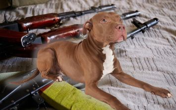 cómo puedo saber si mi perro está registrado en kc