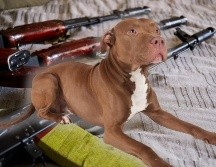 No se especificó el tipo de arma disparada por el perro, y el incidente quedó registrado como 