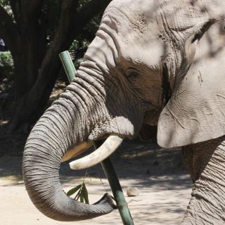 ¡Zoológico de Guadalajara abrirá el lunes 17 de marzo!