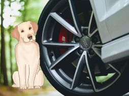 Un remedio casero efectivo para evitar que los perros orinen en las llantas. UNSPLASH / C. JADE