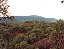 El mayor pulmón de la zona metropolitana de Guadalajara, el bosque de la Primavera es un oasis en medio del caos cotidiano de la ciudad. CORTESÍA / Gobierno de Jalisco