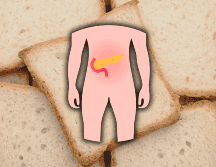 El páncreas tiene una función exocrina, que consiste en la producción de enzimas que descomponen los alimentos durante la digestión. EL INFORMADOR / ARCHIVO