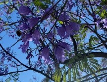En México, el árbol de jacaranda está considerado como especie exótica. EL INFORMADOR / O. F. López