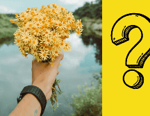 Este 21 de marzo, atrévete a innovar con tu regalo y sorprende a tus seres queridos con detalles únicos que transmitan la misma calidez y alegría que las flores amarillas. CANVA