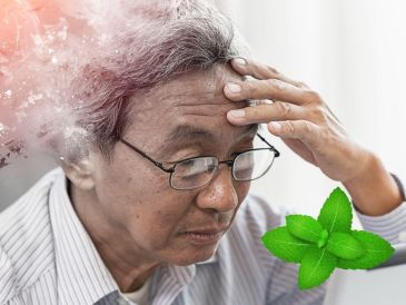 Aunque estos resultados son prometedores, los científicos subrayan la necesidad de realizar más estudios, tanto en modelos animales como en humanos, para confirmar la eficacia del mentol como posible tratamiento para el Alzheimer. CANVA