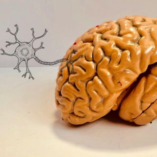 Esto sucede en nuestro cerebro cuando olvidamos las cosas