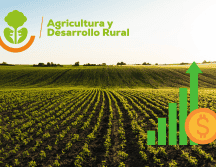 La producción de maíz también será prioridad en este administración. CANVA