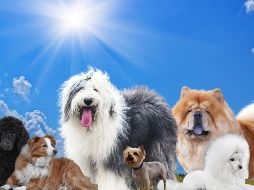 El pelaje de los perros es una especie de aislante que los protege de la radiación solar. ESPECIAL / CANVA