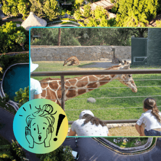 Zoológico de Guadalajara: ¿Qué días estará la entrada en 37 pesos?